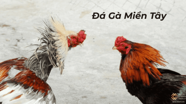 Đá Gà Miền Tây: Từ Truyền Thống Làng Quê Đến Cá Cược Hiện Đại